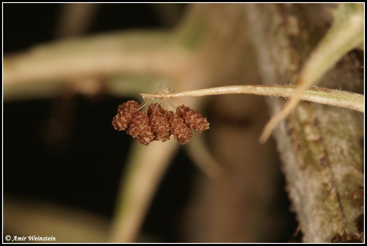 Unidietified larva form Israel - Chrysomelidae Clytrinae